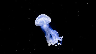 背光水母漂浮在水里