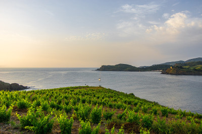 美丽的早晨，地中海沿岸的葡萄园