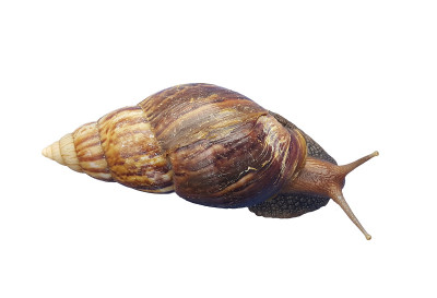 蜗牛孤立在白色背景上