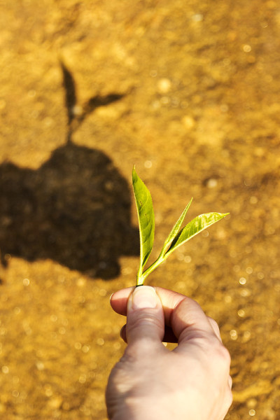 女人手里拿着新鲜茶叶