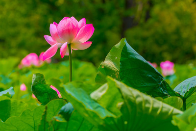 莲花