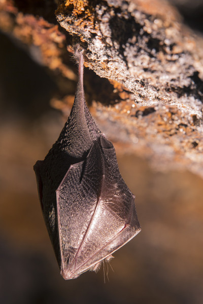 近距离观察正在睡觉的小马蹄蝠(Rhinolophus hipposideros)倒挂在洞穴顶部