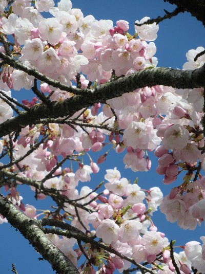 2021年4月，明亮甜美的春日曙竹樱花在蓝天下盛开