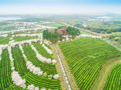 中国茶园，南昌县凤凰沟风景区茶园