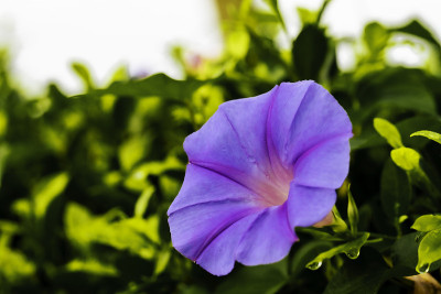 天蓝牵牛花