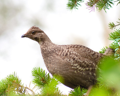 Ruffed Grouse (umbellus博爱)