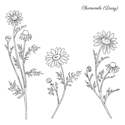 洋甘菊野花孤立在白色背景植物手绘雏菊素描矢量涂鸦插画设计包装茶，有机化妆品，天然药物，问候婚礼卡