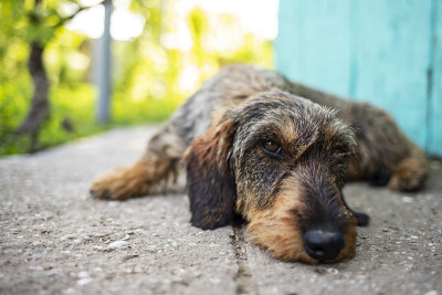 夏日里，有趣的长毛腊肠小猎犬在休息。