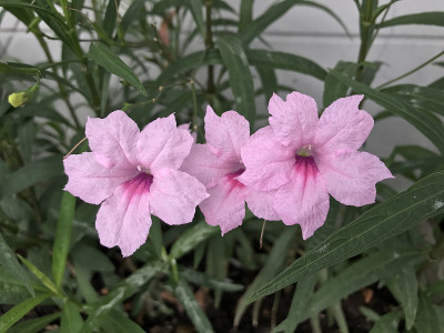 粉红色的沙漠矮牵牛花