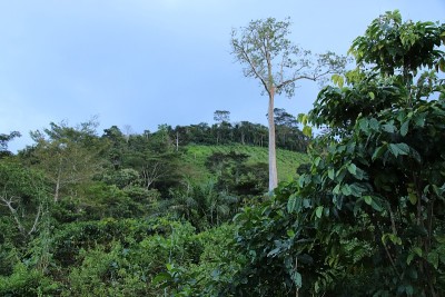 热带雨林中的巨树，位于西非多哥Kpalimé。
