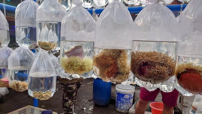 塑料袋内的观赏海鱼