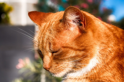 街猫