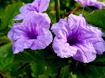 紫色的野花
