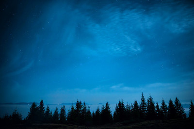 蓝色夜空下的松树林