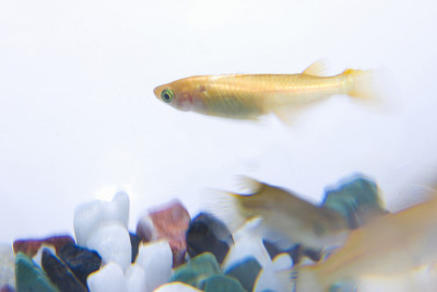 青鳉,oryzias latipes