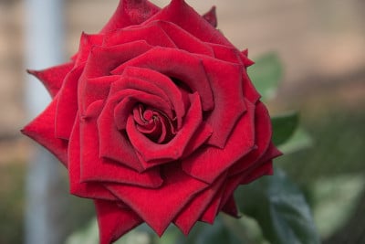红玫瑰，花蕾，绿丛背景