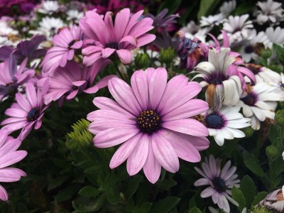 紫骨花近
