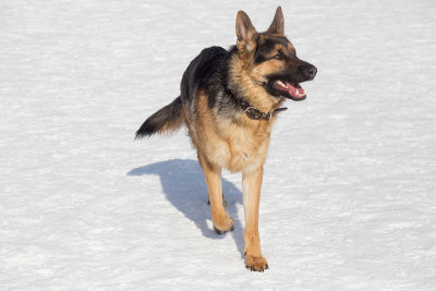 可爱的德国牧羊犬小狗在冬天公园的白雪上散步。宠物的动物。
