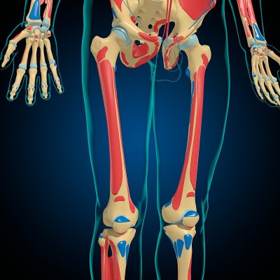 用于医学概念3D的肌肉起源和插入解剖骨骼