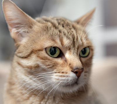 阿拉伯茂猫的肖像