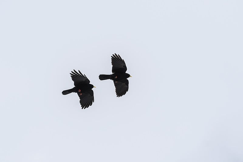 在灰色天空下飞行的高山丘鹬或黄嘴丘鹬(Pyrrhocorax graculus)，乌鸦科的一种鸟类，