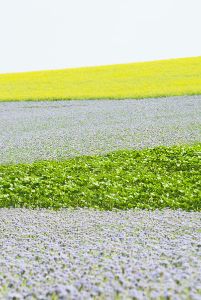 唐茜和蜂草