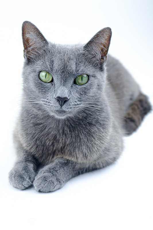 俄罗斯蓝猫工作室肖像