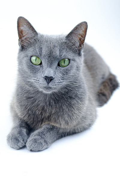 俄罗斯蓝猫工作室肖像