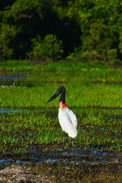 野外的jabiru