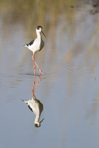 黑翼高跷(Himantopus Himantopus)