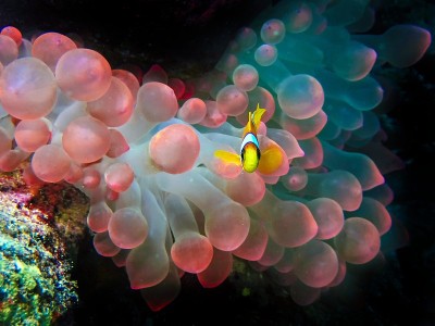红海海葵鱼（双鱼）