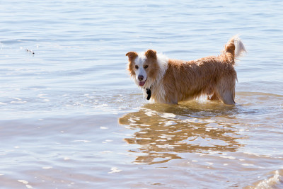 白色和金黄色的边境牧羊犬在海滩浅水中玩耍