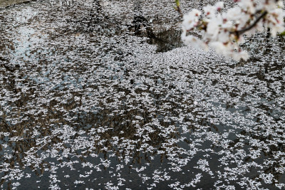日本千叶县习野市樱花广场上的樱花和花瓣