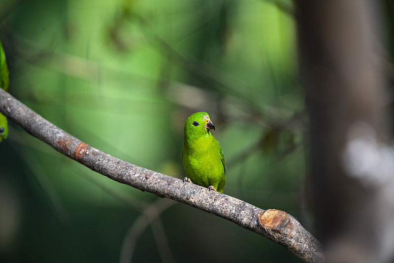 蓝冠悬挂鹦鹉