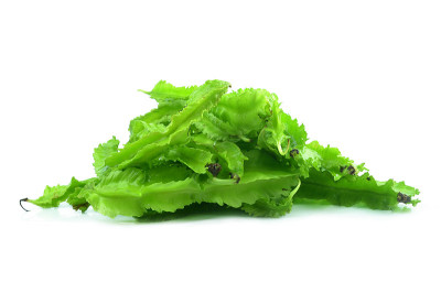 年轻的翼豆：索福卡普斯四戈诺洛斯林恩。