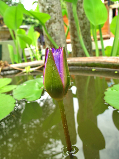 莲花
