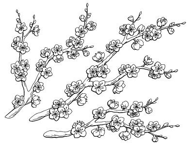 樱花图形花枝黑白孤立素描集插图向量