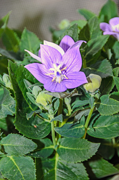桔梗蓝色，球囊花，带芽，叶绿色