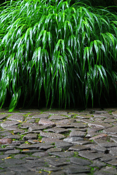 日本花园的多雨景观与石头路面和禾本科郁郁葱葱的草