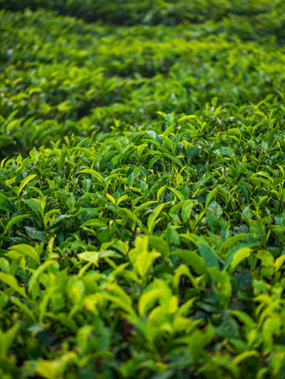 绿茶