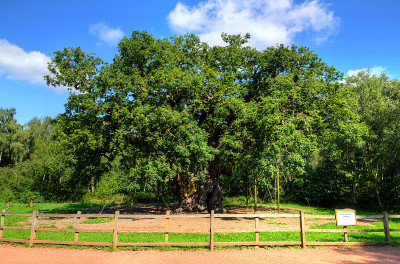 Major Oak, Sherwood Forest，诺丁汉郡