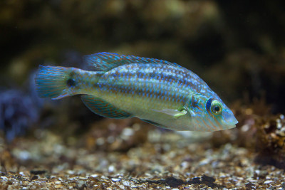 冠翅濑鱼(Symphodus melops)。