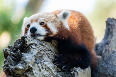 小熊猫(Ailurus fulgens)