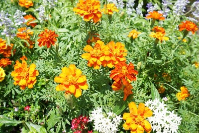花园里有金盏花