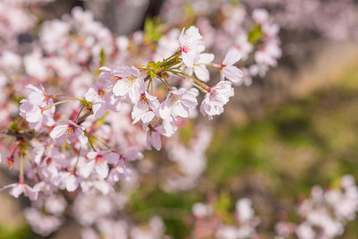 “Sakura”樱花在河边盛开