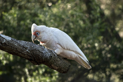 长喙corella