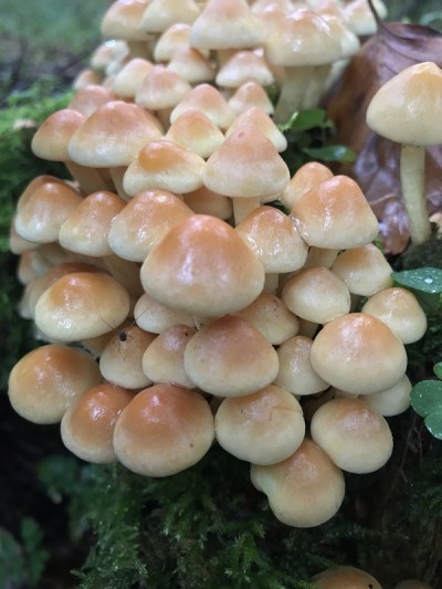 蘑菇