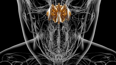 人体骨骼筛骨解剖医学概念3D