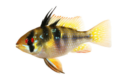 德国公羊慈鲷Mikrogeophagus ramirezi水族馆鱼雌性