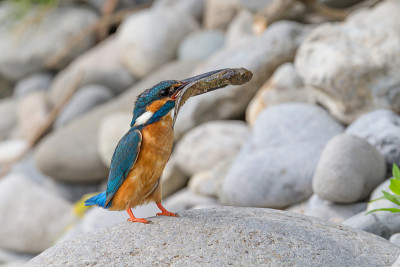普通翠鸟的肖像与巨大的鱼喙(Alcedo atthis)